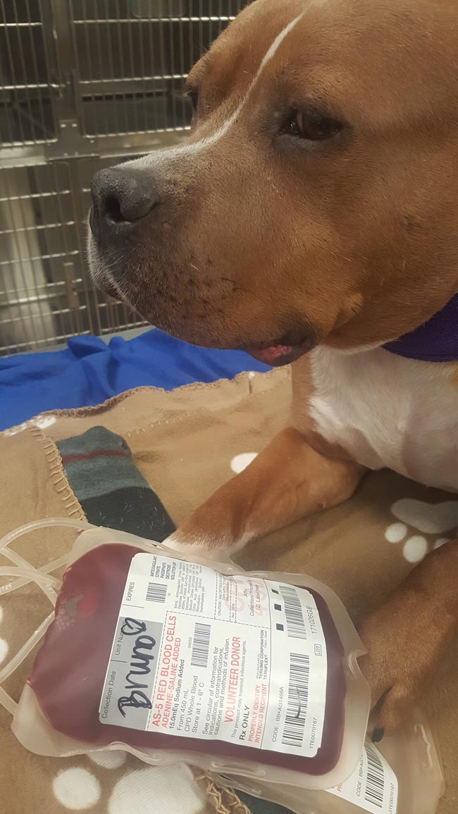 My boy, Bruno, saving doggies' lives by donating blood