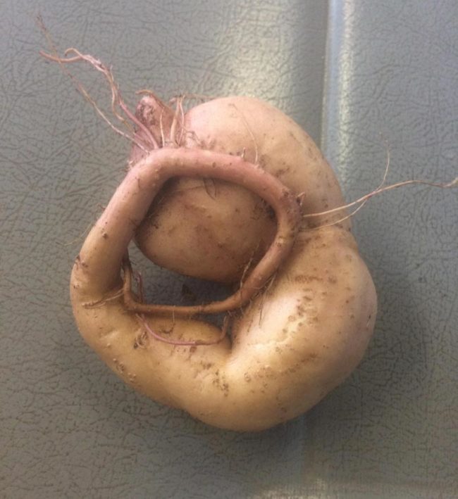 Found a sweet potato baby