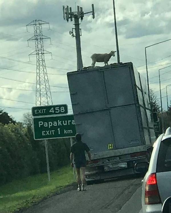 Meanwhile in New Zealand (where there are 22 sheep/person)