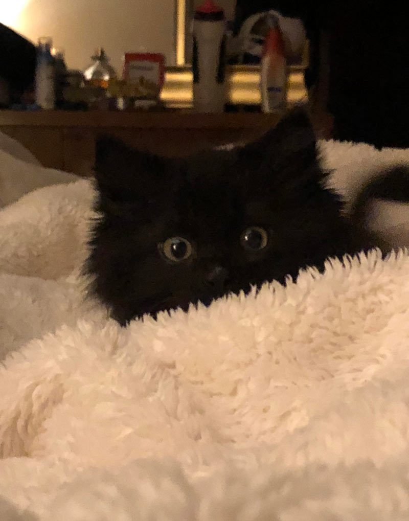 My fuzzy blanket grew ears, eyes, and changed color