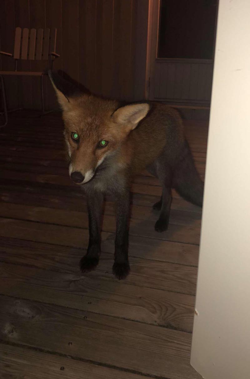A fox decided to show up outside my door in the middle of the night