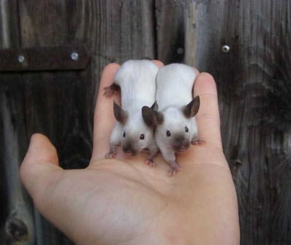 Just learned that Siamese Mice are a thing
