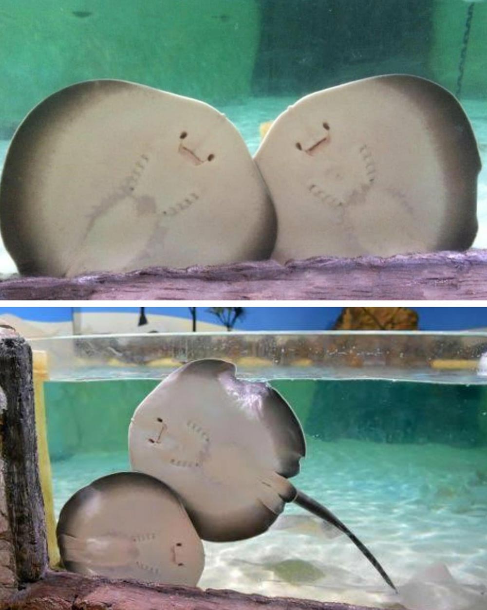Two-month old baby sting ray sisters in Sunshine Coast aquarium, Australia, named Cookies and Cream