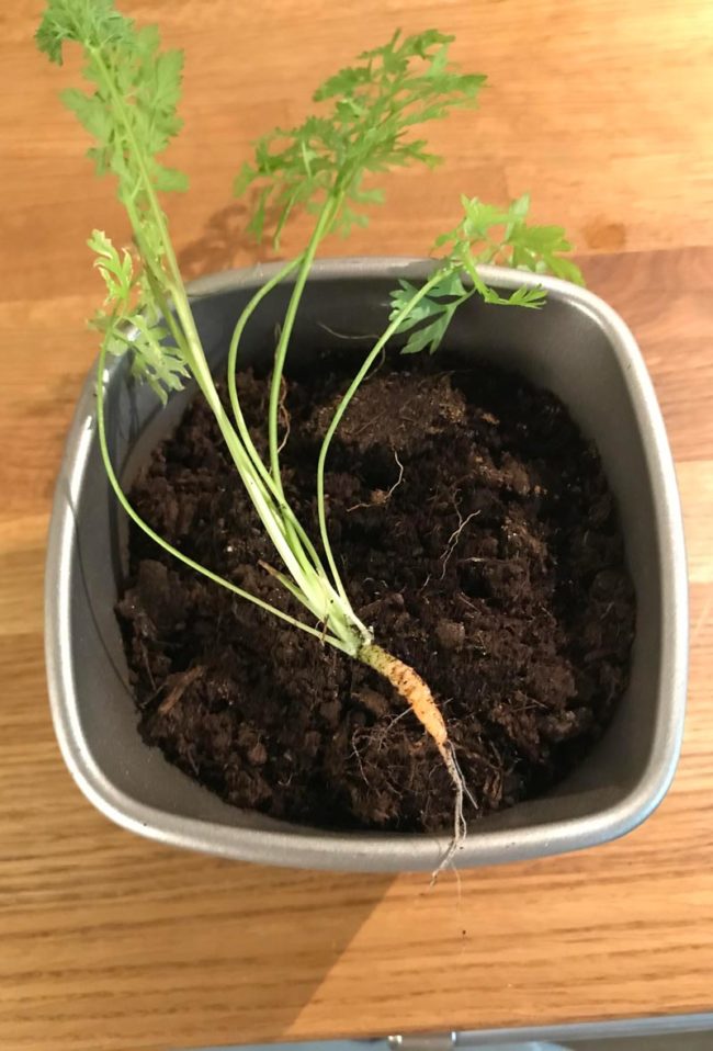 My son planted this carrot months ago. Tonight we feast!