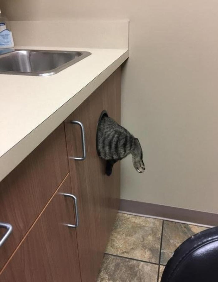 Trying to escape the vet