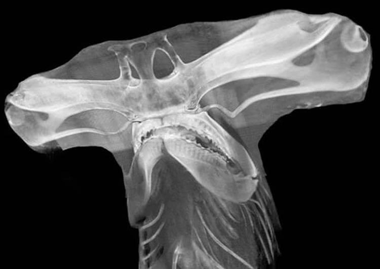 X-ray of Hammer head shark