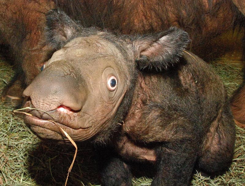 Newborn Sumatran rhinos look like taxidermy gone wrong