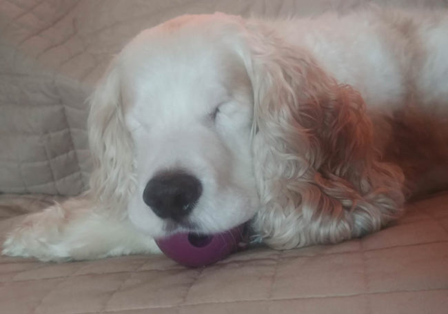 His name is Harley, he's blind, and he doesn't go anywhere without his pacifier; a purple Kong ball