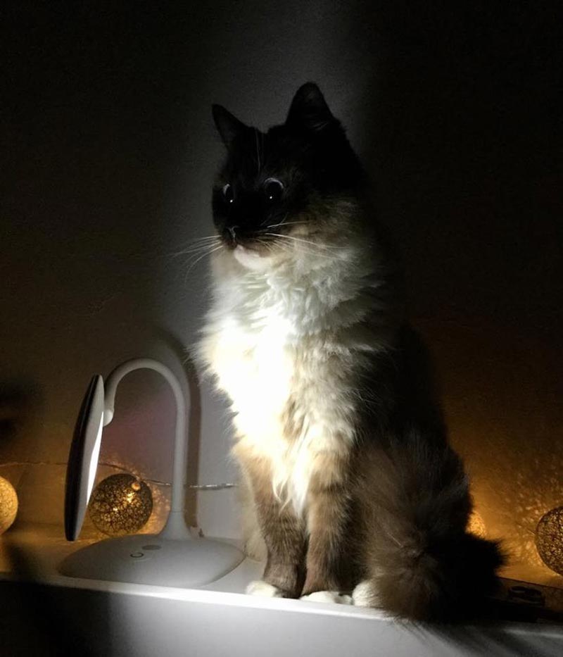 I wanted to go to sleep and turn of the light, but I think my cat has a quest for me