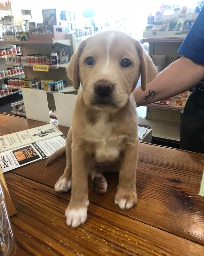 This lil fella came into my work today. I almost became a dog mom again