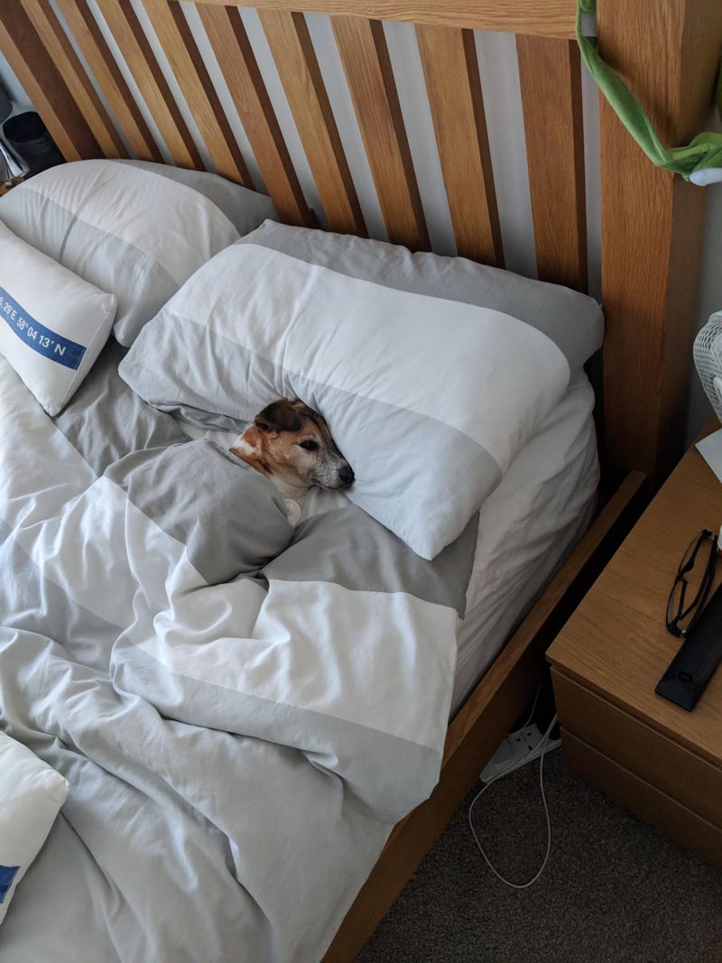 I genuinely believe each day she gets more human. This is how I found my bed after having having a shower this morning. Love her soooo much!