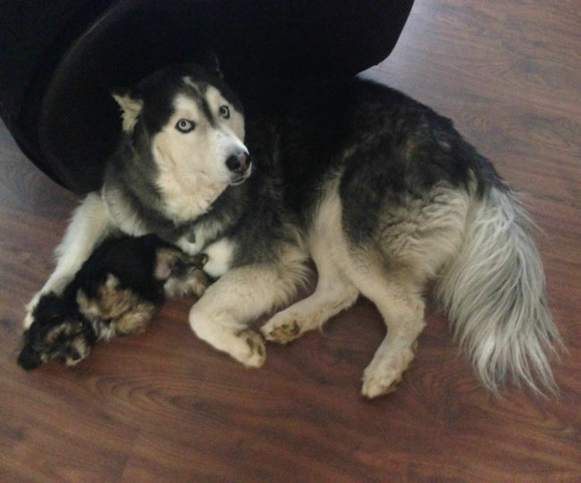 The day my husky became an over-protective single dad to a rescue puppy