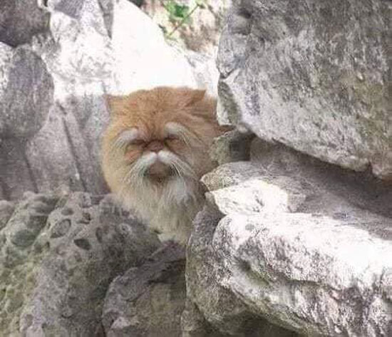 This cat looks like a Kung Fu master