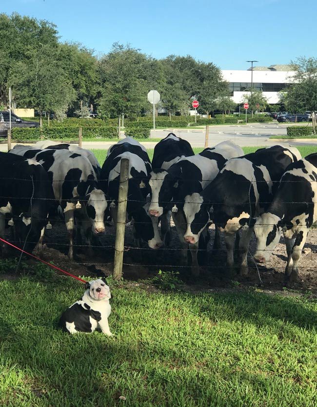Cows: "Aww, look at this little cow"
