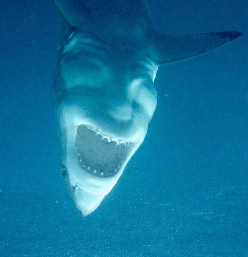 Upside down shark looks like the devil laughing maniacally