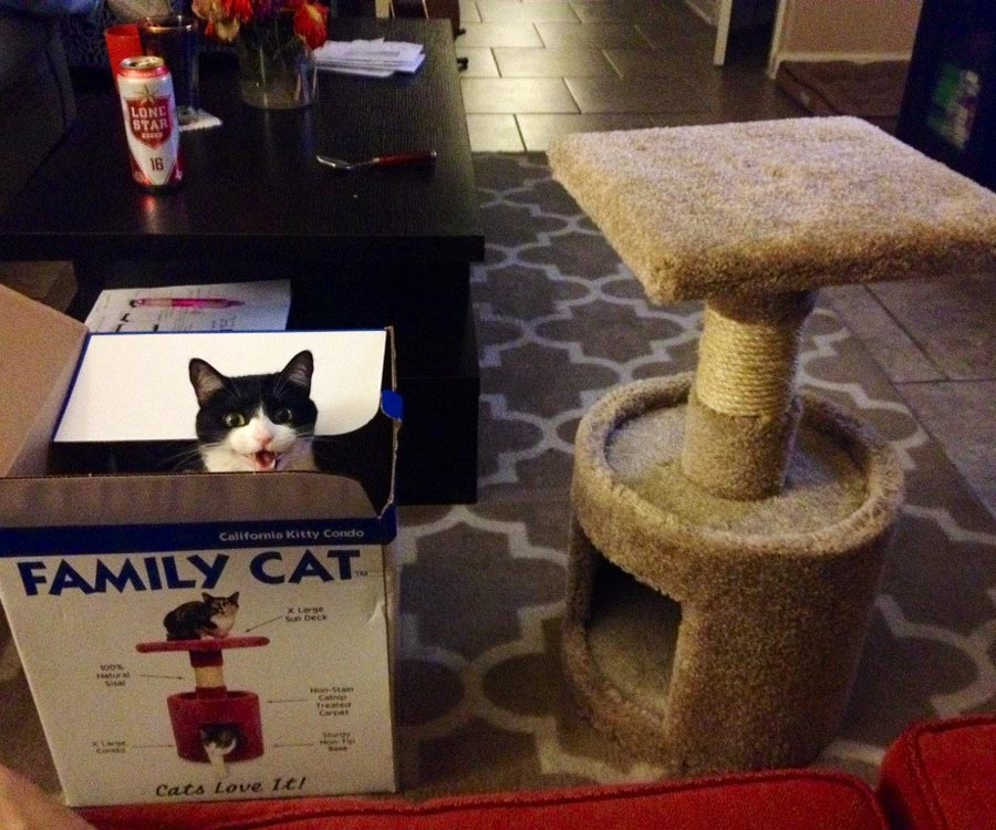 Bought my cat a new tower..