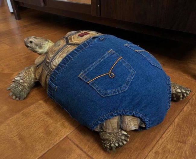 Do these shorts make my butt look big?