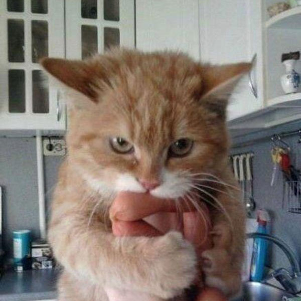 Kitty wants sausages