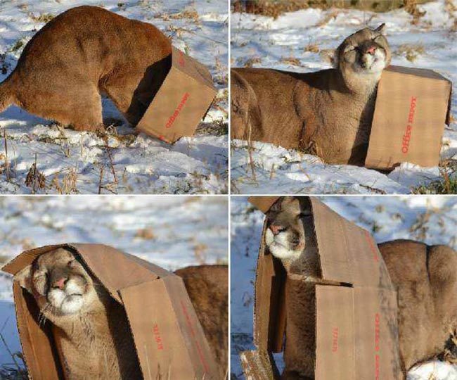 No feline can resist the cardboard box!