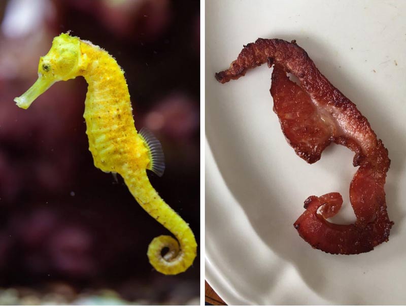 My bacon curled into a seahorse