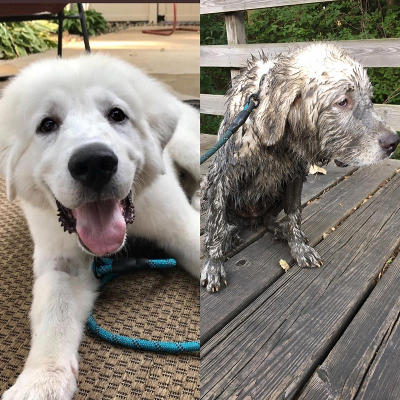 Bucket, before and after the dog park