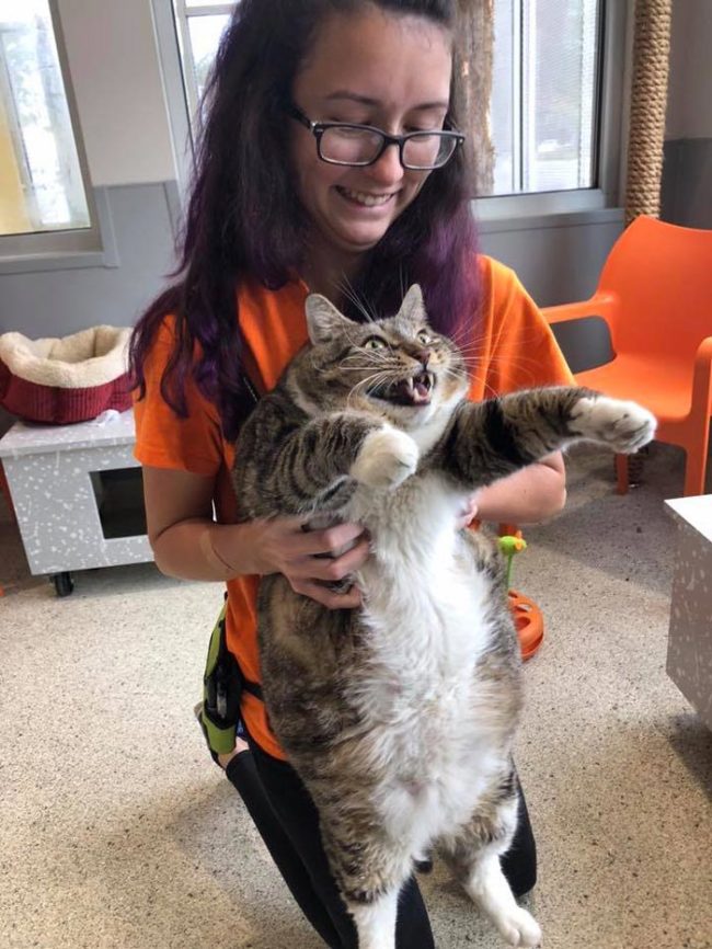 The local Humane Society posted this picture of a big boy up for adoption