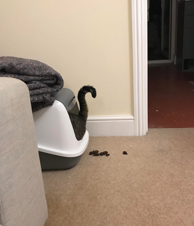 My cat has nailed using her litter box