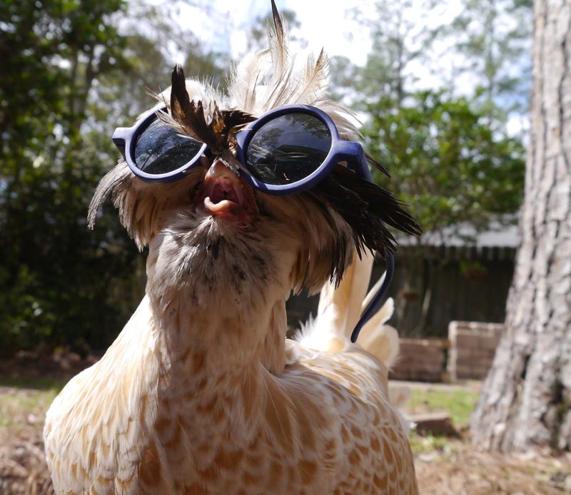 You may be cool, but you'll never be chicken wearing glasses cool