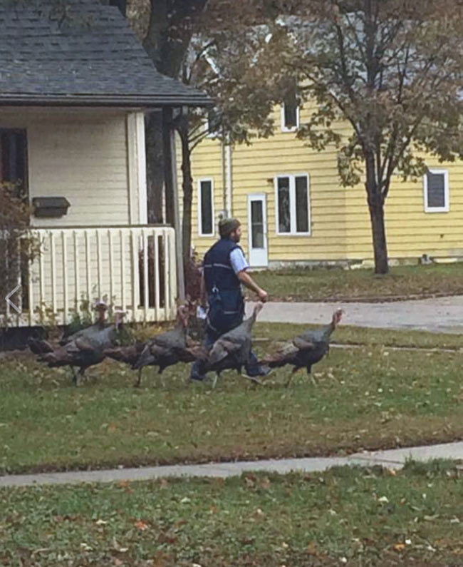 My friend's neighborhood rafter of wild turkeys have taken to following the mailman around as he walks from house to house, like some kind of avian pied piper