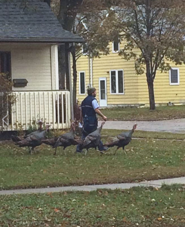 My friend's neighborhood rafter of wild turkeys have taken to following the mailman around as he walks from house to house, like some kind of avian pied piper