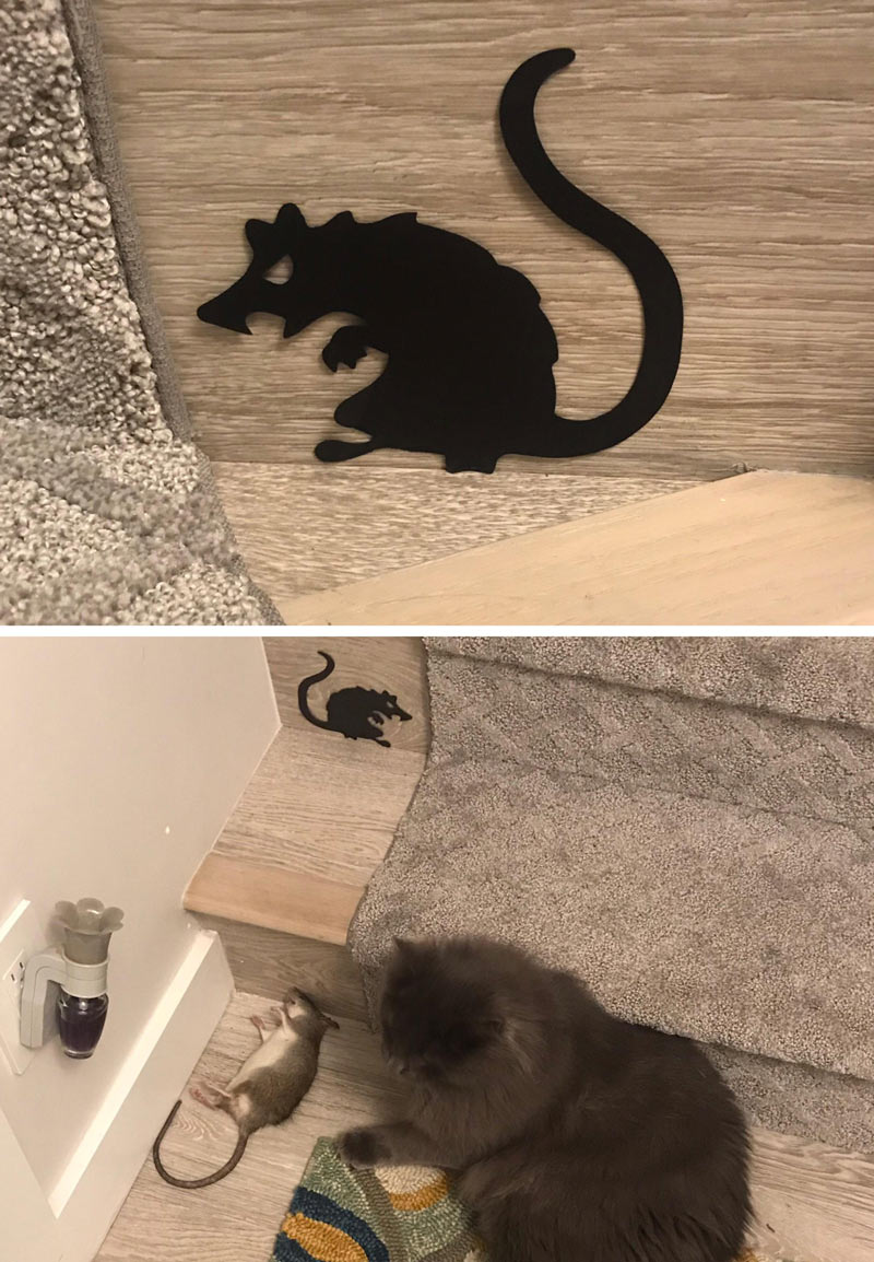 I put up some rat decorations for Halloween and when I came home last night, this is what I was greeted with