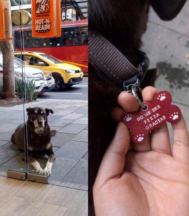 Chubby doggo begs for a slice of pizza outside a shop so often that his owner had to engrave a pet ID tag, it says: “Don’t give me pizza, Thanks”