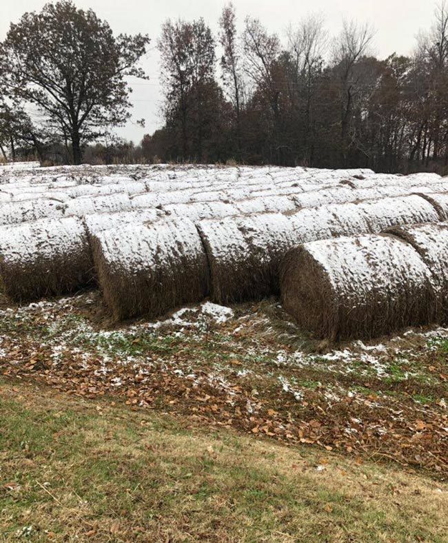 Frosted Mini Wheat harvest