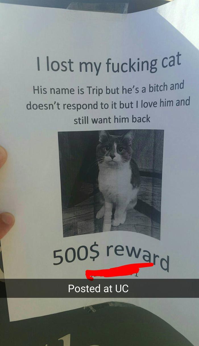 I lost my cat...