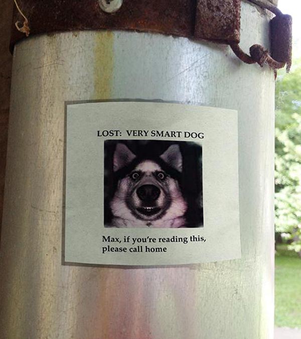 Lost: Very Smart Dog