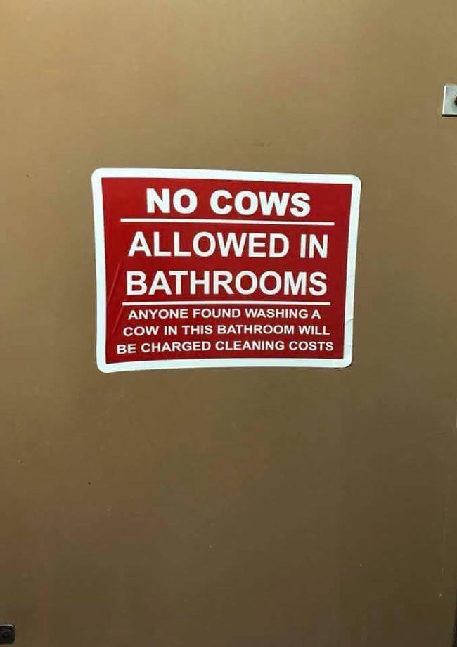 No cows!