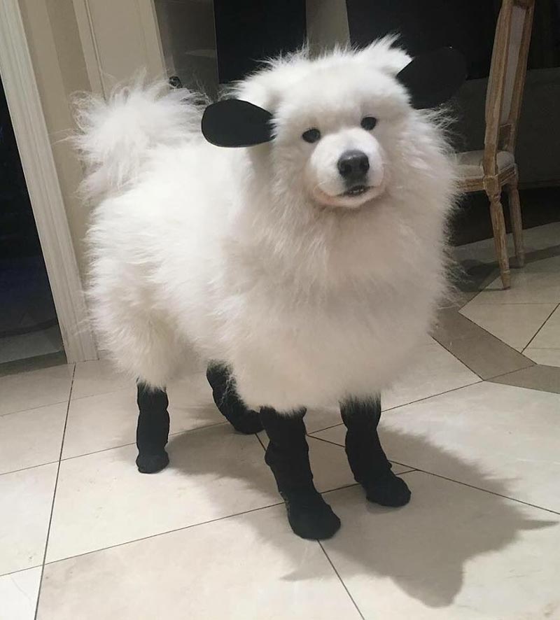 What kind of sheep is this?