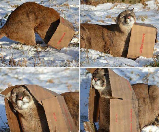 LPT: If you are ever chased by a big cat, just throw a box