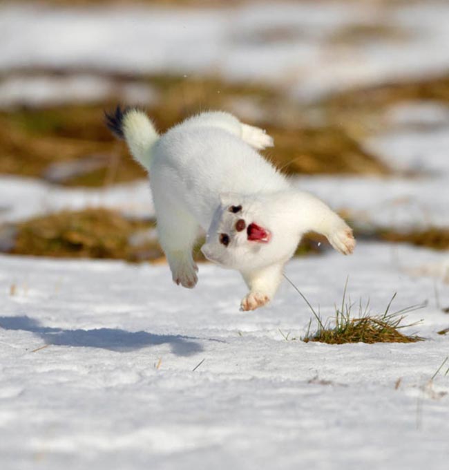 This derpy Snow Ferret