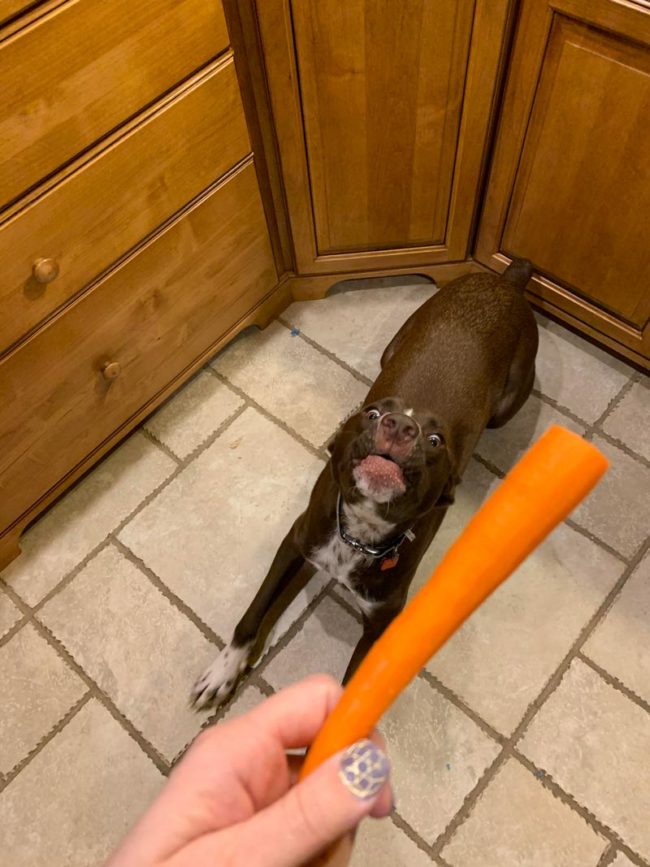 So... I recently discovered my dog likes carrots