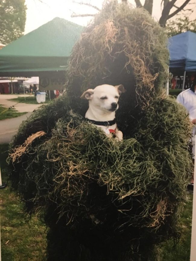 My son dressed up like this for a parade. No-one knew who he was, except the dog