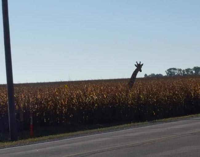 A farmer in my area puts this wooden giraffe head in his cornfield every fall, caught me by surprise first time I saw it