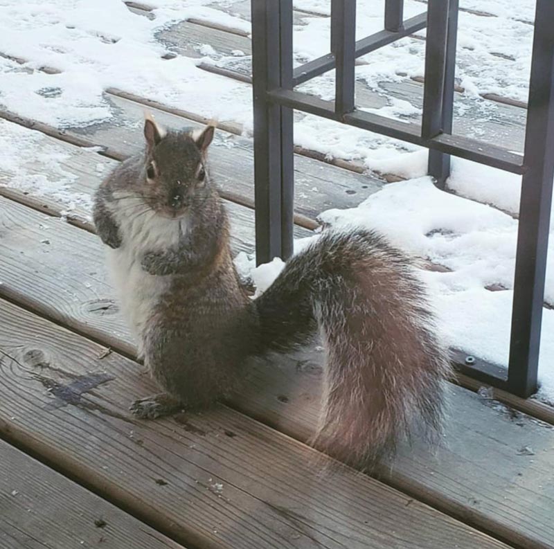 The size of this squirrel my dad has been feeding. Absolute unit