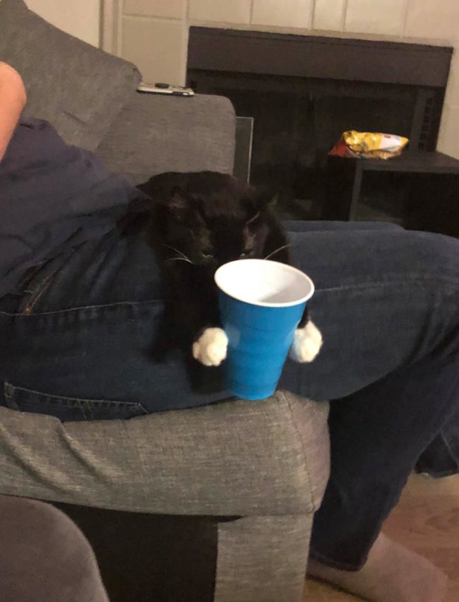 "I'm a cup holder now" - Cat