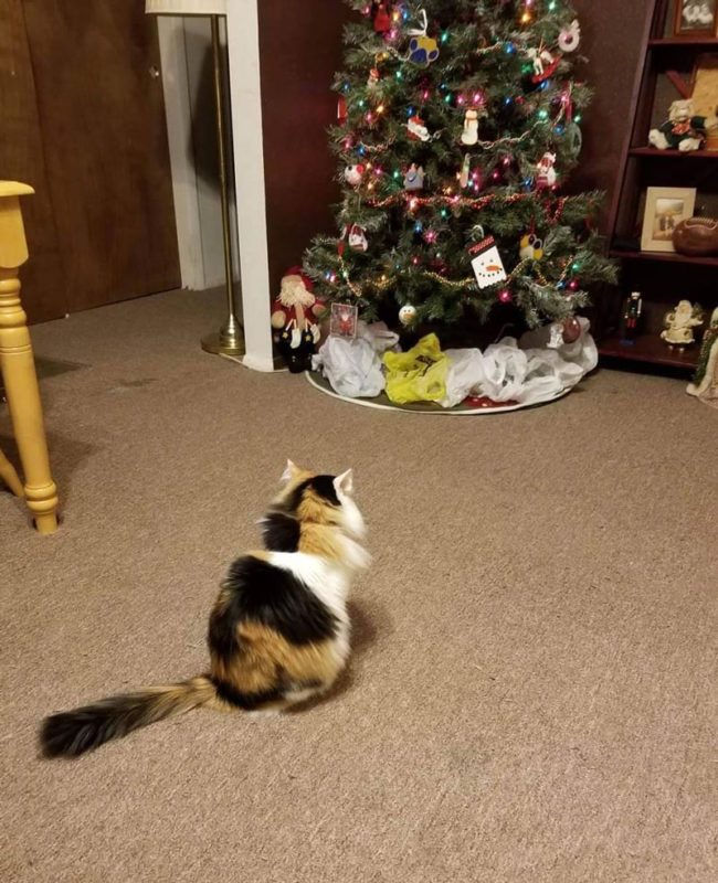 Our cat likes Christmas trees but hates plastic...
