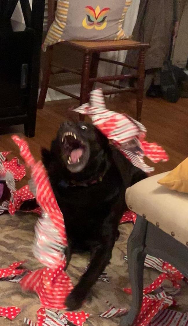 How my dog opens her Christmas presents