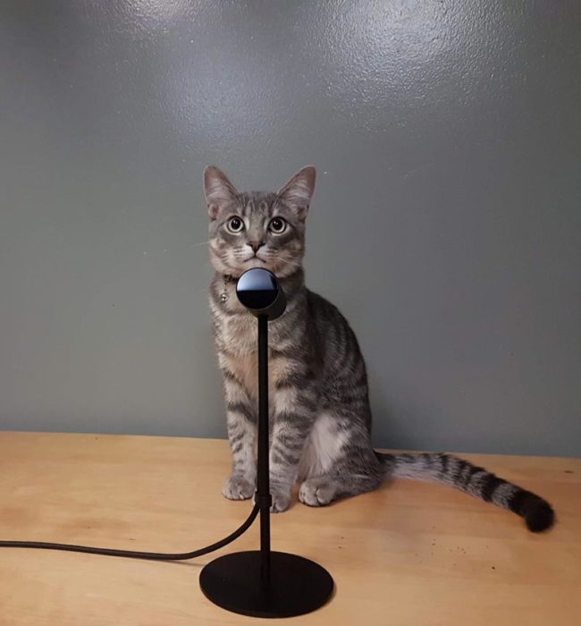 The Oculus Rift sensors make my kitten look like a stand-up comedian