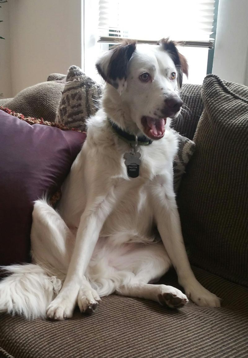 I adopted my dog. But he didn't know that. This is his reaction when I finally came clean