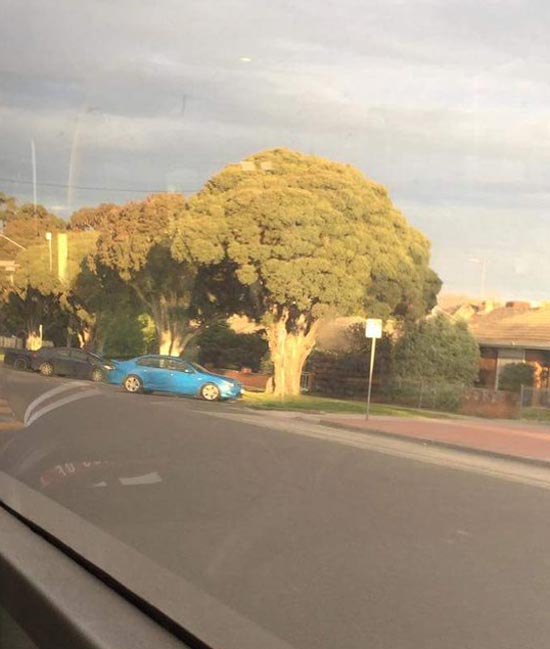 This tree looks like broccoli...