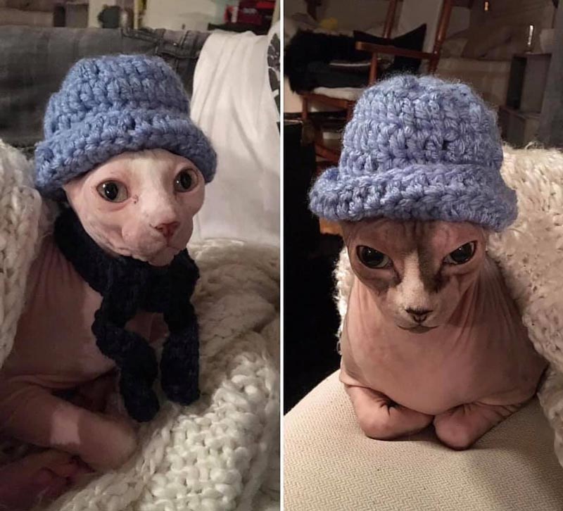 Granny was worried about my new cats and made sure they wouldn't get cold this Christmas